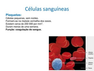 Sistema cardiovascular