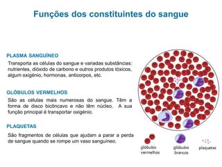 Sistema cardiovascular