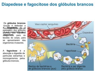 Sistema cardiovascular