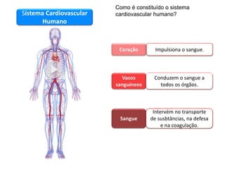 Sistema cardiovascular