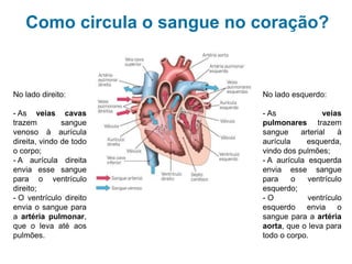 Sistema cardiovascular