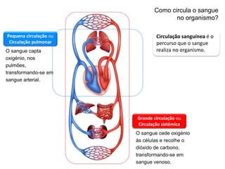 Sistema cardiovascular