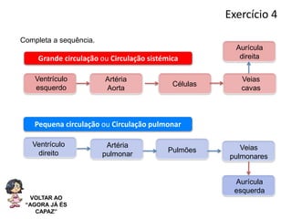 Sistema cardiovascular