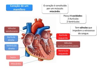 Sistema cardiovascular