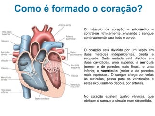 Sistema cardiovascular