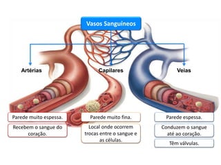 Sistema cardiovascular