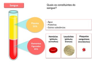 Sistema cardiovascular
