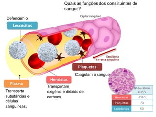 Sistema cardiovascular