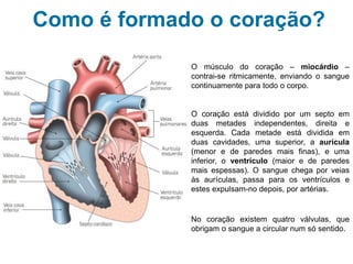 Como é formado o coração?
O músculo do coração – miocárdio –
contrai-se ritmicamente, enviando o sangue
continuamente para todo o corpo.
No coração existem quatro válvulas, que
obrigam o sangue a circular num só sentido.
O coração está dividido por um septo em
duas metades independentes, direita e
esquerda. Cada metade está dividida em
duas cavidades, uma superior, a aurícula
(menor e de paredes mais finas), e uma
inferior, o ventrículo (maior e de paredes
mais espessas). O sangue chega por veias
às aurículas, passa para os ventrículos e
estes expulsam-no depois, por artérias.
 