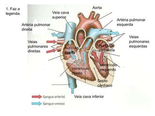 1. Faz a
legenda.
Aurícula
esquerda
Aurícula
direita
Ventrículo
esquerdoVentrículo
direito
Septo
cardíaco
Veia cava
superior
Veia cava inferior
Artéria pulmonar
esquerdaArtéria pulmonar
direita
Veias
pulmonares
esquerdas
Veias
pulmonares
direitas
Aorta
 