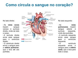 Como circula o sangue no coração?
No lado direito:
- As veias cavas
trazem sangue
venoso à aurícula
direita, vindo de todo
o corpo;
- A aurícula direita
envia esse sangue
para o ventrículo
direito;
- O ventrículo direito
envia o sangue para
a artéria pulmonar,
que o leva até aos
pulmões.
No lado esquerdo:
- As veias
pulmonares trazem
sangue arterial à
aurícula esquerda,
vindo dos pulmões;
- A aurícula esquerda
envia esse sangue
para o ventrículo
esquerdo;
- O ventrículo
esquerdo envia o
sangue para a artéria
aorta, que o leva para
todo o corpo.
 
