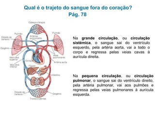 Qual é o trajeto do sangue fora do coração?
Pág. 78
Na grande circulação, ou circulação
sistémica, o sangue sai do ventrículo
esquerdo, pela artéria aorta, vai a todo o
corpo e regressa pelas veias cavas à
aurícula direita.
Na pequena circulação, ou circulação
pulmonar, o sangue sai do ventrículo direito,
pela artéria pulmonar, vai aos pulmões e
regressa pelas veias pulmonares à aurícula
esquerda.
 