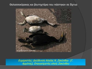 Θαιαζζνθόξαθαο θαη βνπηερηάξηα πνπ πηάζηεθαλ ζε δίρηπα




     © Ορνιθολογική/ Α. Χρηζηίδης




       Δπραξηζηίεο: Γηεύζπλζε Αιηείαο Λ. Εαθύλζνπ (Γ.
          Αξκέλεο), Δπαγγεικαηίεο αιηείο Εαθύλζνπ
 