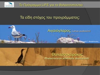 Το Πρόγραμμα LIFE για ηα θαλαζζοπούλια


Τα είδη ζηότος ηοσ προγράμμαηος:


                 Αιγαιόγλαρος Larus audouinii

                                        © Ορνιθολογική/ Γ. Φοσθόποσλος




                     Θαλαζζοκόρακας
               Phalacrocorax aristotelis desmarestii

                                               © Ορνιθολογική/ J. Fric
 