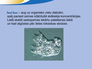 Amē bas – aug uz organisko vielu daļiņām,
spēj paciest zemas izšķīdušā skābekļa koncentrācijas.
Lielā skaitā sastopamas iekārtu palaišanas laikā
un kad atgūstas pēc lielas toksiskas slodzes
 