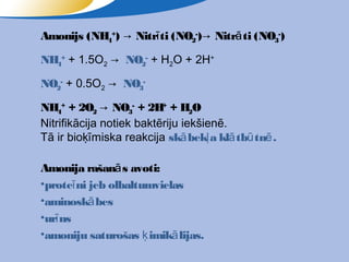 Amonijs (NH4+) → Nitrī ti (NO2-) → Nitrā ti (NO3-)

NH4+ + 1.5O2 → NO2- + H2O + 2H+

NO2- + 0.5O2 → NO3-

NH4+ + 2O2 → NO3- + 2H+ + H2O
Nitrifikācija notiek baktēriju iekšienē.
Tā ir bioķīmiska reakcija skā bekļ a klā tbū tnē .

Amonija rašanā s avoti:
•proteī ni jeb olbaltumvielas
•aminoskā bes
•urī ns
•amoniju saturošas ķ imikā lijas.
 
