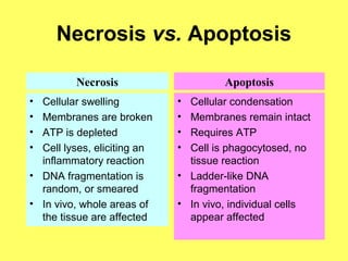 Necrosis vs. Apoptosis
• Cellular condensation
• Membranes remain intact
• Requires ATP
• Cell is phagocytosed, no
tissue reaction
• Ladder-like DNA
fragmentation
• In vivo, individual cells
appear affected
• Cellular swelling
• Membranes are broken
• ATP is depleted
• Cell lyses, eliciting an
inflammatory reaction
• DNA fragmentation is
random, or smeared
• In vivo, whole areas of
the tissue are affected
Necrosis Apoptosis
 