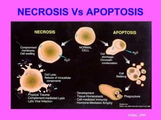 NECROSIS Vs APOPTOSIS
Wilde, 1999
 