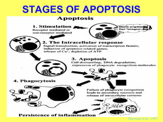 STAGES OF APOPTOSIS
Sherman et al., 1997
Induction of apoptosis related genes, signal transduction
 