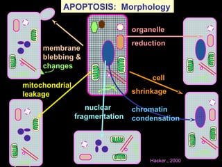 membrane
blebbing &
changes
mitochondrial
leakage
organelle
reduction
cell
shrinkage
nuclear
fragmentation
chromatin
condensation
APOPTOSIS: Morphology
Hacker., 2000
 