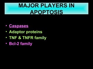 MAJOR PLAYERS IN
APOPTOSIS
• Caspases
• Adaptor proteins
• TNF & TNFR family
• Bcl-2 family
 