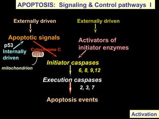 p53
Apoptosis events
Initiator caspases
6, 8, 9,12
Activators of
initiator enzymes
Apoptotic signals
Execution caspases
2, 3, 7
APOPTOSIS: Signaling & Control pathways I
Externally driven
Internally
driven
Cytochrome C
Externally driven
Activation
mitochondrion
 