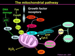 H2O2
Growth factor
receptors
casp9
Bcl2
PI3K
Akt
BAD
Apaf1
Cyt.C
ATP
The mitochondrial pathway
casp3
casp3
IAPs
Smac/
DIABLO
AIF
Bax
Bax
p53
Fas
Casp8
Bid
Bid
Bid
DNA
damage
Pollack etal., 2001
 