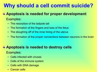 Why should a cell commit suicide?
Apoptosis is needed for proper development
Examples:
– The resorption of the tadpole tail
– The formation of the fingers and toes of the fetus
– The sloughing off of the inner lining of the uterus
– The formation of the proper connections between neurons in the brain
Apoptosis is needed to destroy cells
Examples:
– Cells infected with viruses
– Cells of the immune system
– Cells with DNA damage
– Cancer cells
 