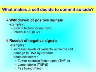 What makes a cell decide to commit suicide?
Withdrawal of positive signals
examples :
– growth factors for neurons
– Interleukin-2 (IL-2)
Receipt of negative signals
examples :
– increased levels of oxidants within the cell
– damage to DNA by oxidants
– death activators :
• Tumor necrosis factor alpha (TNF-α)
• Lymphotoxin (TNF-β)
• Fas ligand (FasL)
 
