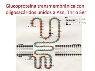 Glucoproteína transmembránica con
oligosacáridos unidos a Asn, Thr o Ser
 