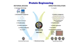 Comprehensive Overview of Protein Structure, Function, and Engineering ...