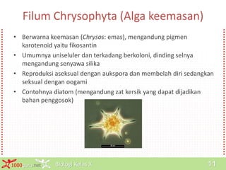 Biologi Kelas X1000guru.net 11
Filum Chrysophyta (Alga keemasan)
• Berwarna keemasan (Chrysos: emas), mengandung pigmen
karotenoid yaitu fikosantin
• Umumnya uniseluler dan terkadang berkoloni, dinding selnya
mengandung senyawa silika
• Reproduksi aseksual dengan aukspora dan membelah diri sedangkan
seksual dengan oogami
• Contohnya diatom (mengandung zat kersik yang dapat dijadikan
bahan penggosok)
 