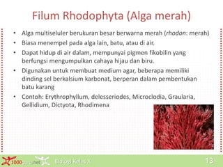 Biologi Kelas X1000guru.net 13
Filum Rhodophyta (Alga merah)
• Alga multiseluler berukuran besar berwarna merah (rhodon: merah)
• Biasa menempel pada alga lain, batu, atau di air.
• Dapat hidup di air dalam, mempunyai pigmen fikobilin yang
berfungsi mengumpulkan cahaya hijau dan biru.
• Digunakan untuk membuat medium agar, beberapa memiliki
dinding sel berkalsium karbonat, berperan dalam pembentukan
batu karang
• Contoh: Erythrophyllum, delesseriodes, Microclodia, Graularia,
Gellidium, Dictyota, Rhodimena
 