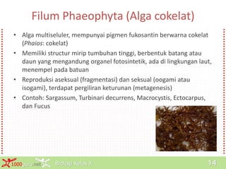 Biologi Kelas X1000guru.net 14
Filum Phaeophyta (Alga cokelat)
• Alga multiseluler, mempunyai pigmen fukosantin berwarna cokelat
(Phaios: cokelat)
• Memiliki structur mirip tumbuhan tinggi, berbentuk batang atau
daun yang mengandung organel fotosintetik, ada di lingkungan laut,
menempel pada batuan
• Reproduksi aseksual (fragmentasi) dan seksual (oogami atau
isogami), terdapat pergiliran keturunan (metagenesis)
• Contoh: Sargassum, Turbinari decurrens, Macrocystis, Ectocarpus,
dan Fucus
 