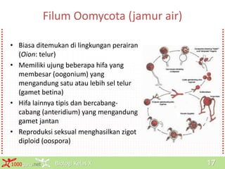 Biologi Kelas X1000guru.net 17
Filum Oomycota (jamur air)
• Biasa ditemukan di lingkungan perairan
(Oion: telur)
• Memiliki ujung beberapa hifa yang
membesar (oogonium) yang
mengandung satu atau lebih sel telur
(gamet betina)
• Hifa lainnya tipis dan bercabang-
cabang (anteridium) yang mengandung
gamet jantan
• Reproduksi seksual menghasilkan zigot
diploid (oospora)
 