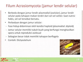 Biologi Kelas X1000guru.net 19
Filum Acrasiomycota (jamur lendir selular)
• Berbeda dengan jamur lendir plasmodial (aselular), jamur lendir
selular pada tahapan makan terdiri dari sel-sel soliter. Saat nutrisi
habis, sel-sel tersebut bersatu.
• Perbedaan dengan jamur selular:
- Fase hidup didominasi oleh kondisi haploid (plasmodial: diploid)
- Jamur selular memiliki tubuh buah yang berfungsi menghasilkan
spora untuk reproduksi aseksual
- Sebagian besar tidak memiliki tahapan berflagela
• Contoh: Dictyostelium
 