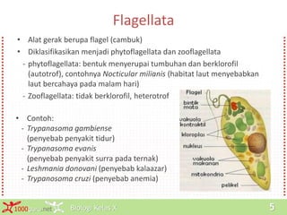 Biologi Kelas X1000guru.net 5
Flagellata
• Alat gerak berupa flagel (cambuk)
• Diklasifikasikan menjadi phytoflagellata dan zooflagellata
- phytoflagellata: bentuk menyerupai tumbuhan dan berklorofil
(autotrof), contohnya Nocticular milianis (habitat laut menyebabkan
laut bercahaya pada malam hari)
- Zooflagellata: tidak berklorofil, heterotrof
• Contoh:
- Trypanasoma gambiense
(penyebab penyakit tidur)
- Trypanasoma evanis
(penyebab penyakit surra pada ternak)
- Leshmania donovani (penyebab kalaazar)
- Trypanosoma cruzi (penyebab anemia)
 