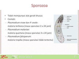 Biologi Kelas X1000guru.net 7
Sporozoa
• Tidak mempunyai alat gerak khusus
• Contoh:
- Plasmodium vivax dan P. ovale:
malaria terbiana (masa sporulasi 2 x 24 jam)
- Plasmodium malariae:
malaria quartana (masa sporulasi 3 x 24 jam)
- Plasmodium falsiparum:
malaria tropika (masa sporulasi tidak tertentu)
 
