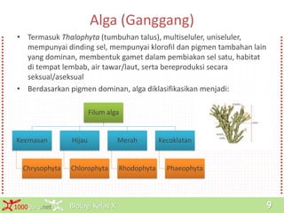 Biologi Kelas X1000guru.net 9
Alga (Ganggang)
• Termasuk Thalophyta (tumbuhan talus), multiseluler, uniseluler,
mempunyai dinding sel, mempunyai klorofil dan pigmen tambahan lain
yang dominan, membentuk gamet dalam pembiakan sel satu, habitat
di tempat lembab, air tawar/laut, serta bereproduksi secara
seksual/aseksual
• Berdasarkan pigmen dominan, alga diklasifikasikan menjadi:
Filum alga
Keemasan
Chrysophyta
Hijau
Chlorophyta
Merah
Rhodophyta
Kecoklatan
Phaeophyta
 