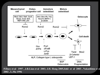 P.Ducy et al 1997 , J.B.Lian et al 2003, J.H. Hong 2005,Ishii et al 2003 , Nakashima et al
2002 , L.Ma 1996
 