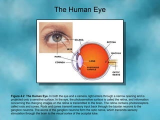 Figure 4.2  The Human Eye.   In both the eye and a camera, light enters through a narrow opening and is projected onto a s...