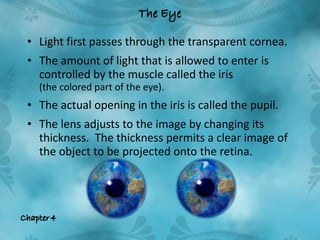 <ul><li>Light first passes through the transparent cornea.  </li></ul><ul><li>The amount of light that is allowed to enter...