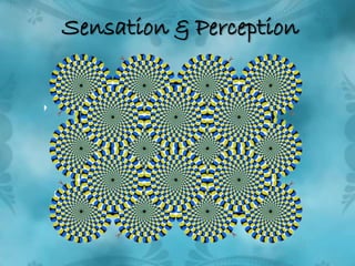 Sensation & Perception<br />