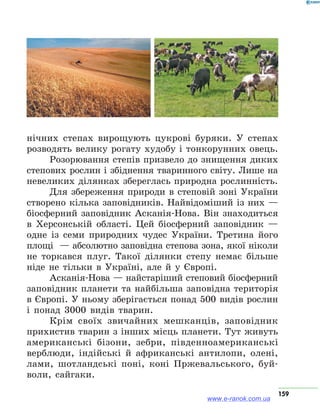 159
нічних степах вирощують цукрові буряки. У степах
розводять велику рогату худобу і тонкорунних овець.
Розорювання степів призвело до знищення диких
степових рослин і збіднення тваринного світу. Лише на
невеликих ділянках збереглась природна рослинність.
Для збереження природи в степовій зоні України
створено кілька заповідників. Найвідоміший із них —
біосферний заповідник Асканія-Нова. Він знаходиться
в Херсонській області. Цей біосферний заповідник —
одне із семи природних чудес України. Третина його
площі  — абсолютно заповідна степова зона, якої ніколи
не торкався плуг. Такої ділянки степу немає більше
ніде не тільки в Україні, але й у Європі.
Асканія-Нова — найстаріший степовий біосферний
заповідник планети та найбільша заповідна територія
в Європі. У ньому зберігається понад 500 видів рослин
і понад 3000 видів тварин.
Крім своїх звичайних мешканців, заповідник
прихистив тварин з інших місць планети. Тут живуть
американські бізони, зебри, південноамериканські
верблюди, індійські й африканські антилопи, олені,
лами, шотландські поні, коні Пржевальського, буй-
воли, сайгаки.
www.e-ranok.com.ua
 