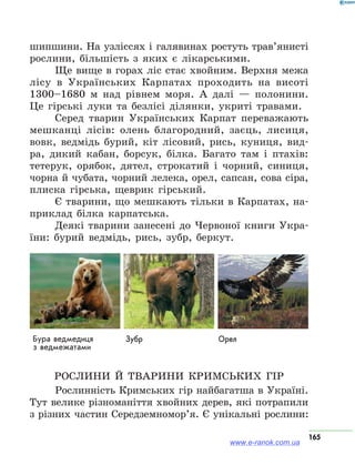 165
шипшини. На узліссях і галявинах ростуть трав’янисті
рослини, більшість з яких є лікарськими.
Ще вище в горах ліс стає хвойним. Верхня межа
лісу в Українських Карпатах проходить на висоті
1300–1680 м над рівнем моря. А далі — полонини.
Це гірські луки та безлісі ділянки, укриті травами.
Серед тварин Українських Карпат переважають
мешканці лісів: олень благородний, заєць, лисиця,
вовк, ведмідь бурий, кіт лісовий, рись, куниця, вид­
ра, дикий кабан, борсук, білка. Багато там і птахів:
тетерук, орябок, дятел, строкатий і чорний, синиця,
чорна й чубата, чорний лелека, орел, сапсан, сова сіра,
плиска гірська, щеврик гірський.
Є тварини, що мешкають тільки в Карпатах, на-
приклад білка карпатська.
Деякі тварини занесені до Червоної книги Укра-
їни: бурий ведмідь, рись, зубр, беркут.
Бура ведмедиця
з ведмежатами
Зубр Орел
Рослини й тварини Кримських гір
Рослинність Кримських гір найбагатша в Україні.
Тут велике різноманіття хвойних дерев, які потрапили
з різних частин Середземномор’я. Є унікальні рослини:
www.e-ranok.com.ua
 