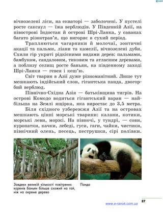 87
вічнозелені ліси, на екваторі — заболочені. У пустелі
росте саксаул — їжа верблюдів. У Південній Азії, на
півострові Індостан й острові Шрі-Ланка, у саванах
багато різнотрав’я, що вигоряє в сухий період.
Трапляються чагарники й молочаї, зонтичні
акації та пальми, ліани та камелії, вічнозелені дуби.
Схили гір укриті рідкісними видами дерев: пальмами,
бамбуком, сандаловим, тиковим та атласним деревами,
а поблизу селищ росте баньян, на південному заході
Шрі-Ланки — гевея і кеш’ю.
Світ тварин в Азії дуже різноманітний. Лише тут
мешкають індійський слон, гігантська панда, двогор-
бий верблюд.
Північно-Східна Азія — батьківщина тигрів. На
острові Комодо водиться гігантський варан — най-
більша на Землі ящірка, яка виростає до 3,5 метра.
Біля східного узбережжя Азії та на островах
мешкають цінні морські тварини: калани, котики,
морські леви, моржі. На півночі, у тундрі, — сови,
куропатки, качки, лебеді, гуси, гаги, чайки, чистики,
північний олень, песець, пеструшки, сірі полівки.
Завдяки великій кількості повітряних
коренів баньян більше схожий на гай,
ніж на окреме дерево
Панда
www.e-ranok.com.ua
 