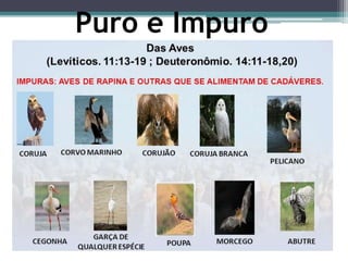 Puro e Impuro
 