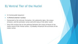 B) Ventral Tier of the Nuclei
 In Craniocaudal sequence:
 1) Ventral anterior nucleus
 Connected to the reticular formation, the substantia nigra, the corpus
striatum, and the premotor cortex and with many of the other nuclei
 Since this nucleus lies on the pathway between the corpus striatum & the
motor areas of the frontal cortex, it probably influences the activities of the
motor cortex
 