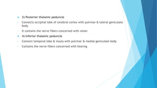  3) Posterior thalamic peduncle
• Connects occipital lobe of cerebral cortex with pulvinar & lateral geniculate
body
• It contains the nerve fibers concerned with vision
 4) Inferior thalamic peduncle
• Connect temporal lobe & insula with pulvinar & medial geniculate body
• Contains the nerve fibers concerned with hearing
 