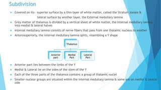 Subdivision
 Covered on its- superior surface by a thin layer of white matter, called the Stratum zonale &
lateral surface by another layer, the External medullary lamina
 Grey matter of thalamus is divided by a vertical sheet of white matter, the Internal medullary lamina,
into medial & lateral halves
 Internal medullary lamina consists of nerve fibers that pass from one thalamic nucleus to another
 Anterosuperiorly, the internal medullary lamina splits, resembling a Y shape
 Anterior part lies between the limbs of the Y
 Medial & Lateral lie on the sides of the stem of the Y
 Each of the three parts of the thalamus contains a group of thalamic nuclei
 Smaller nuclear groups are situated within the internal medullary lamina & some are on medial & lateral
side
Thalamus
Anterior
part
Medial
Part
Lateral
Part
 